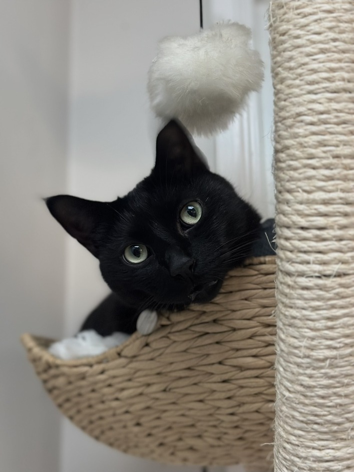 Close-up portrait of Bobby, a black cat with green eyes
